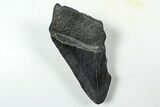 Partial Fossil Megalodon Tooth - South Carolina #376026-1